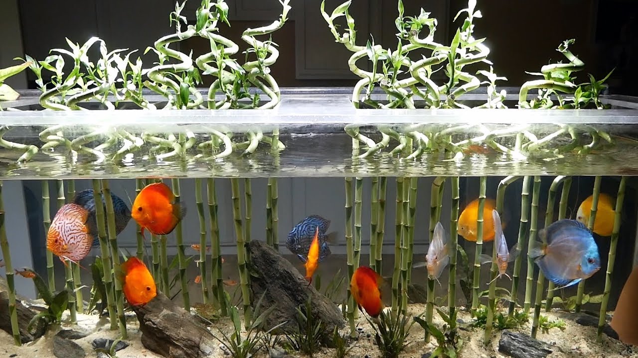 Growing Lucky Bamboo in the Aquarium • (Fish Safe Guide) - MaxresDefault