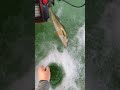 Video Thumbnail for Early Ice Fishing BIG WALLEYE