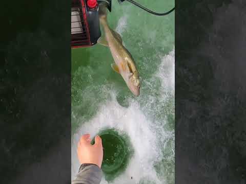 Early Ice Fishing BIG WALLEYE