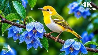 🎹 A Melody from Nature 🐦 Soft Piano & Beautiful Birdsong to Calm Your Mind & Sleep Deeply
