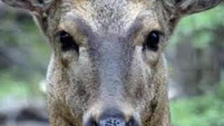 ANIMALITO DEL MONTE  Los Astros