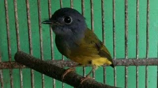 Download lagu GACOR !!! masteran burung sikatan kepala abu - abu mp3 Download lagu GACOR !!! masteran burung sikatan kepala abu - abu mp3