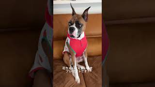 りんごちゃん #保護犬との暮らし #保護猫と暮らす #犬と猫のいる暮らし #犬とお出かけ