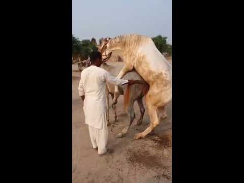 ➤ Animal Sexy Picture Video ❤️ ➤ Animal Sexy Picture Video ❤️