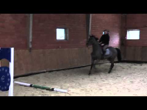 Quality - Argentinus 5 jähr. Stute