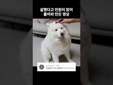 살쪘다고 민원이 많이 들어와! 해명 영상을 올립니다!!