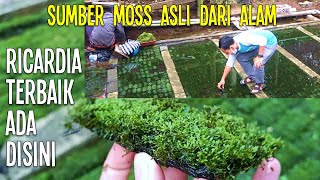 Visit Farm Moss & Kadaka di Purbalingga | Ricardia Andalan Juara Kontes | Ardianto Bettaquaticindo