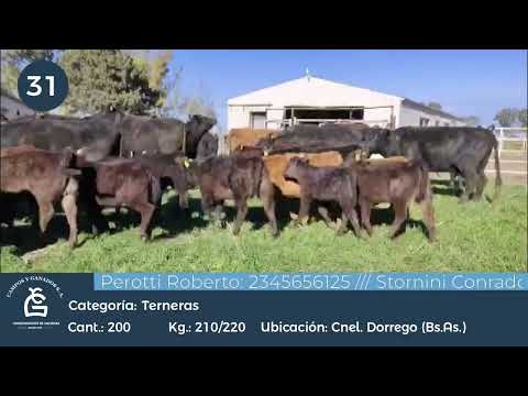 Lote MACHOS A TERMINO- Cnel Dorrego Bs As