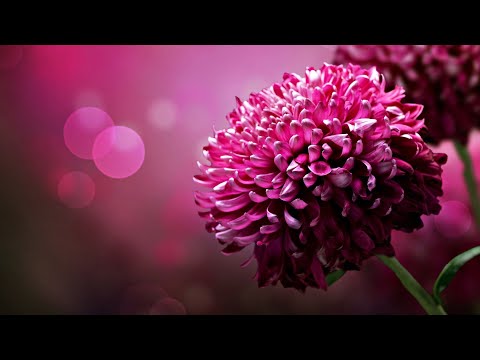 Bloody Hawk - Louloudi - Feat. Central Cee and Arrdee