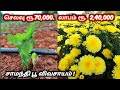 சாமந்தி நடவு முதல் பூ அறுவடை வரை