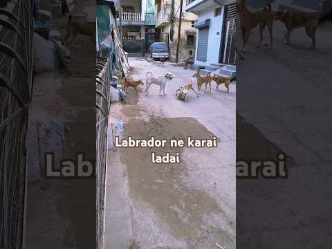 labrador and street dogs fight 🤣🐕👈 #shorts #dog #funny