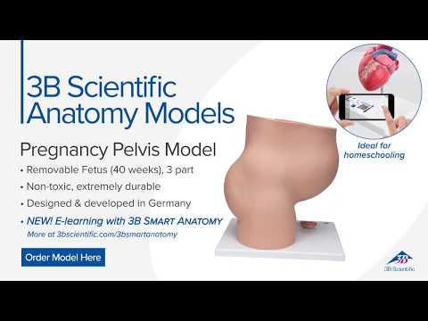 Pregnancy Pelvis Model in Median Section with Removable Fetus (40 weeks), 3 part - 3B Smart Anatomy
