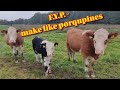 F .Y. P. -  make like porqupines