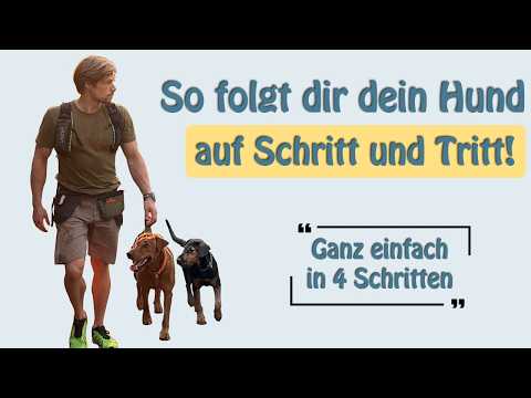 Freifolge leicht gemacht: 4 Schritte und dein Hund bleibt immer bei dir, mit oder ohne Leine!