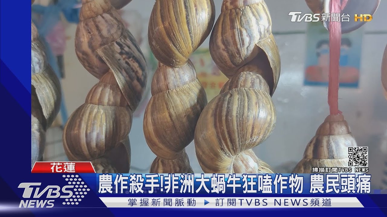 農作殺手!非洲大蝸牛狂嗑作物 農民頭痛