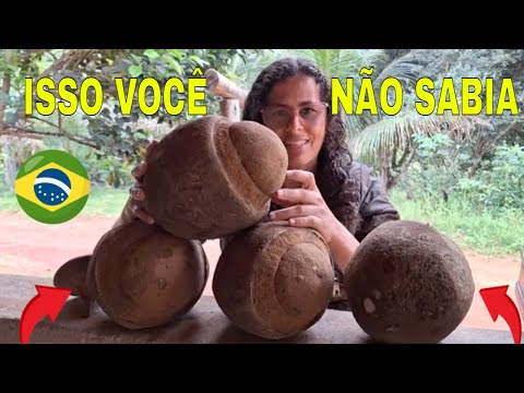 TUDO SOBRE A SAPUCAIA