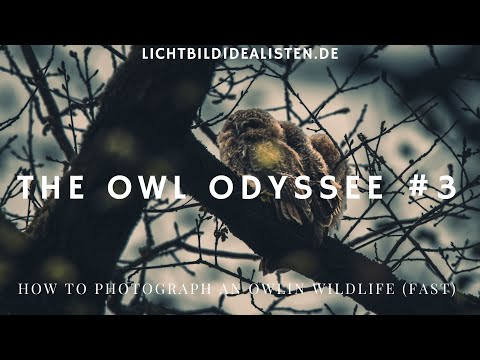 Eulen finden und fotografieren - The Owl Odyssee Teil III