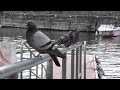 Como Lake 4K - Pigeons: Video test Panasonic HC ...
