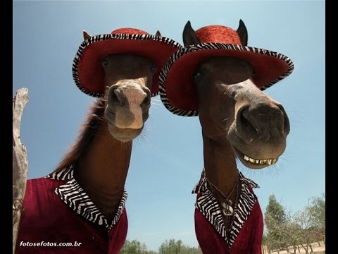 Banda labaredas - Pout Pourri: Cavalo Velho, Filho do Cavalo Velho e Burra Namoradeira