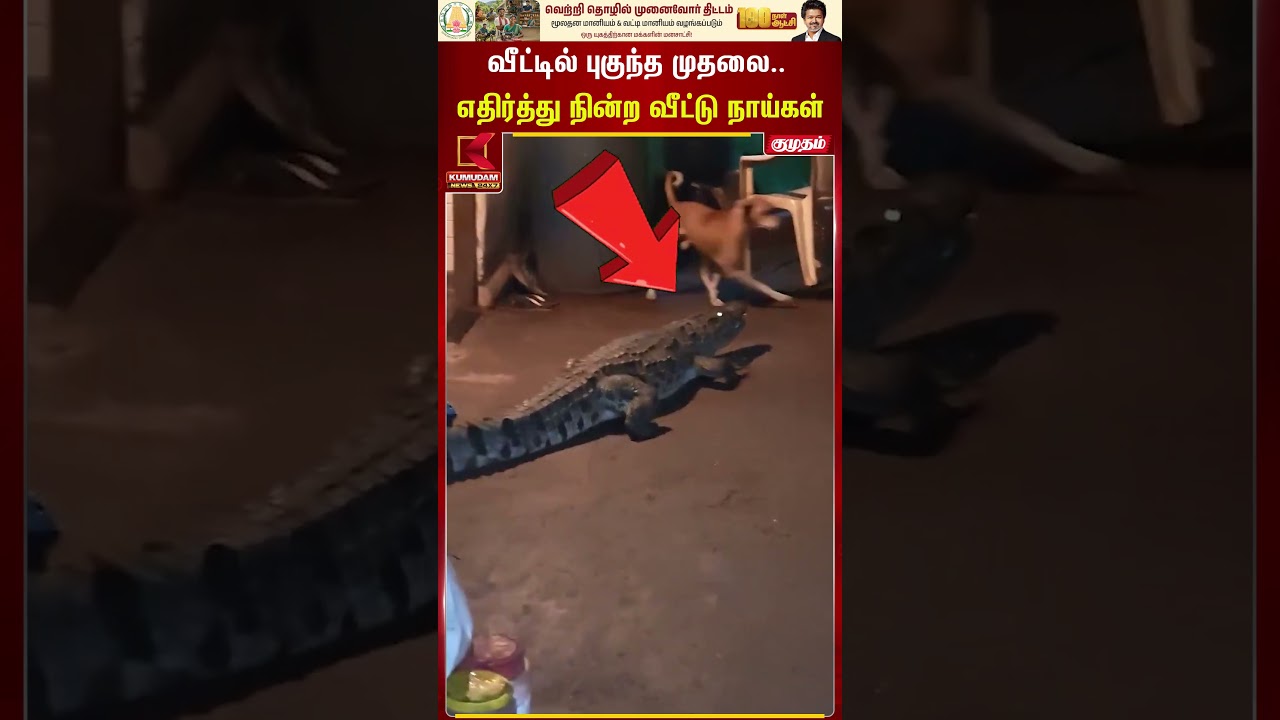 வீட்டில் புகுந்த முதலை.. எதிர்த்து நின்ற வீட்டு நாய்கள் | Crocodile | Animal | Forest | Kumudam News