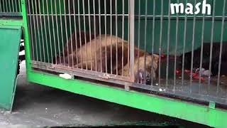 DEITA.RU Страшные кадры из зоопарка в Рязани