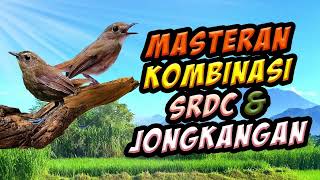 Download lagu masteran kombinasi burung SRDC /sikatan rimba coklat dan jongkangan. video pemandangan sawah  gunung mp3 Download lagu masteran kombinasi burung SRDC /sikatan rimba coklat dan jongkangan. video pemandangan sawah  gunung mp3