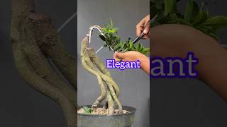 Download lagu The Beauty of Elegant Ficus Bonsai Tree mp3