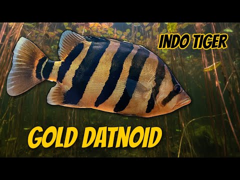Gold Datnoid Datnioides microlepis Indonesian Tigerfish
