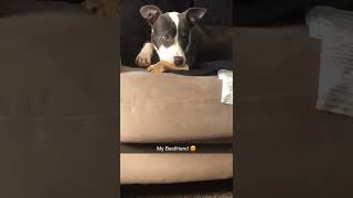 Bull and Terrier Puppies Videos