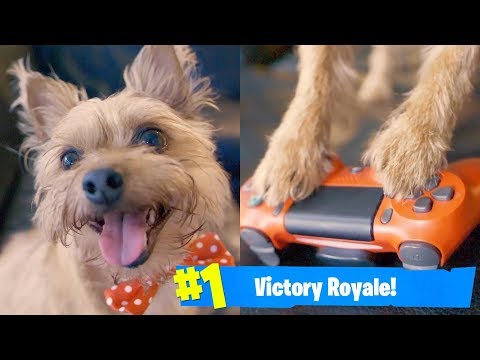 THIS GAMER DOG PLAYS FORTNITE BATTLE ROYALE... (Ninja Dog)