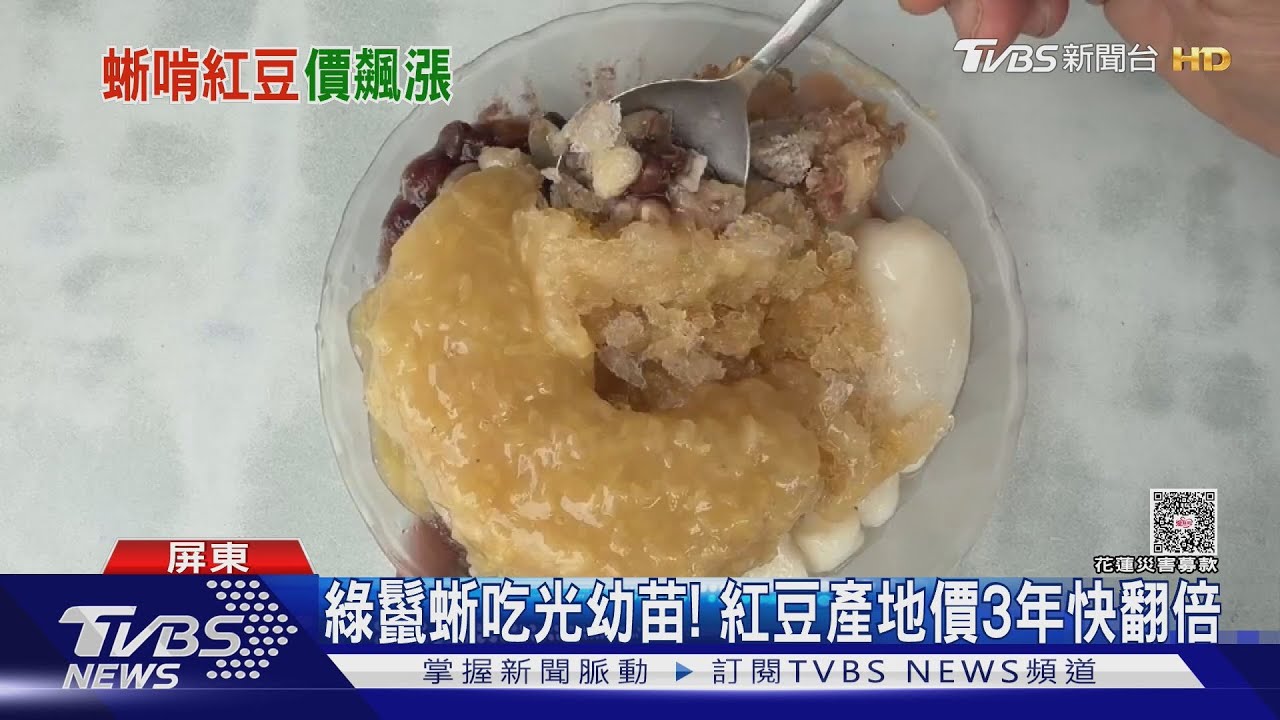 又是綠鬣蜥害的!幼苗被吃光 紅豆產地價3年快翻倍