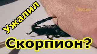 Как поймать скорпиона в мшинской