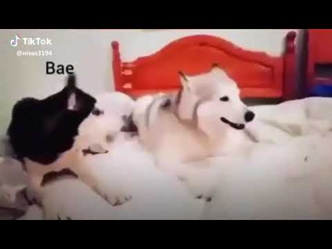 Husband and Wife | Dog Version | @anjaneyuluv2701 #like #share #comment #subscribe