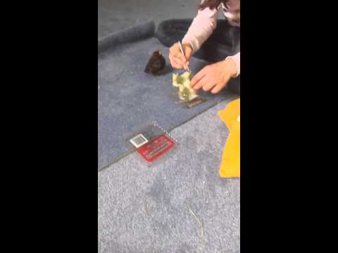 Terry, die kleine Drossel