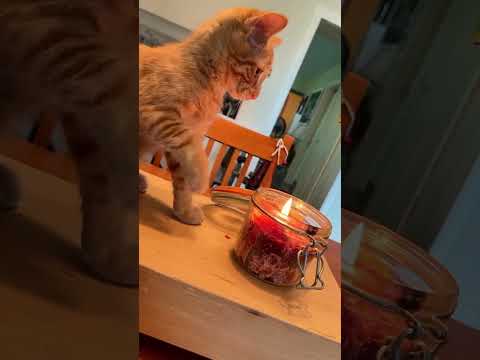 Cats making TERRIBLE Decisions 🐱😹#cat #kitten #love #kittycat #fyp