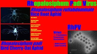 A Virus Disrupting Rhopalosiphum rufiabdominale [Rice Root Aphid]