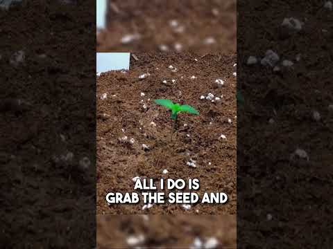 Seed to Harvest: Blue Dream Autoflower Grow w/ Mr. Canucks Grow 🌱