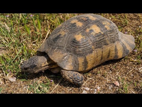 Korytnačka okrajová (Testudo marginata) — pohľad na dospelého jedinca
