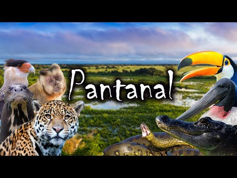 PANTANAL MATOGROSSENSE: UM PARAÍSO SELVAGEM NO CORAÇÃO DA AMÉRICA DO SUL | #pantanal
