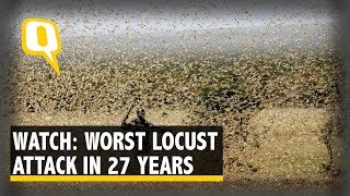 Swarm of Crop-Eating Locusts Leave A Trail of Destruction Across India | The Quint - THE