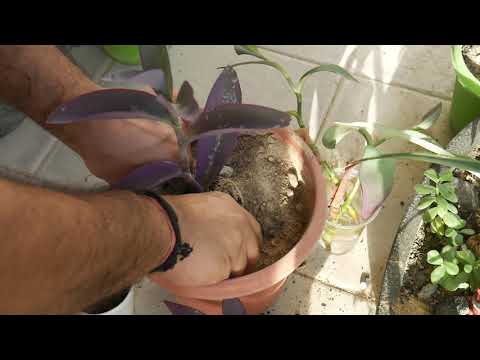 Propagate Purple Heart #Tradescantiapallida | Water OR Soil | Which one is BETTER & PREFERRED Medium