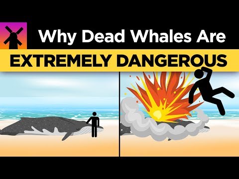 為什麼你永遠不應該碰死鯨魚？ (Why You Shouldn't Ever Touch a Dead Whale)