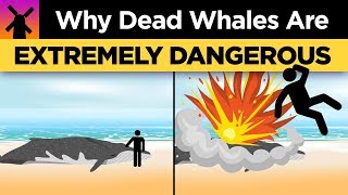 Why You Shouldn't Ever Touch a Dead Whale