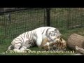 Great British Circus DVD