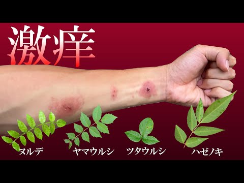 トキシコデンドロン・プベセンス