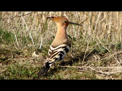 Удод обыкновенный Upupa epops на кормежке 28 марта, Крым 2020, Коктебель, hoopoe