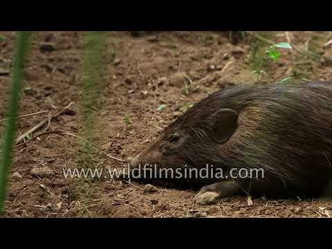 Pygmy Hog conservation - Success story from Assam