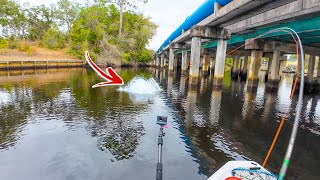 This Is Why You Fish TINY Saltwater Creeks!