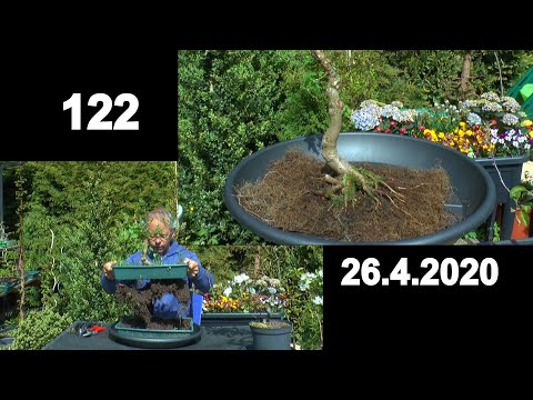 Bonsai Spezial. Die Anzucht  in flacher Schale mit Erfolg. Feldahorn kommt auf einen Felsen