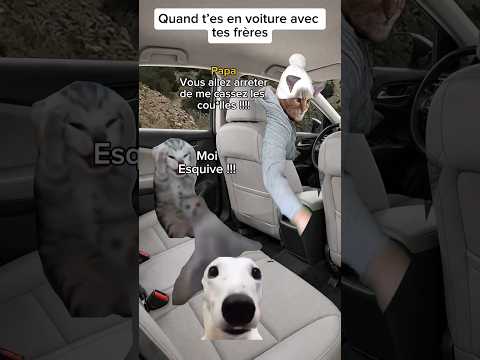 Quand t’es en voiture avec tes frères #catmemes #humour #sketch #drole #pov